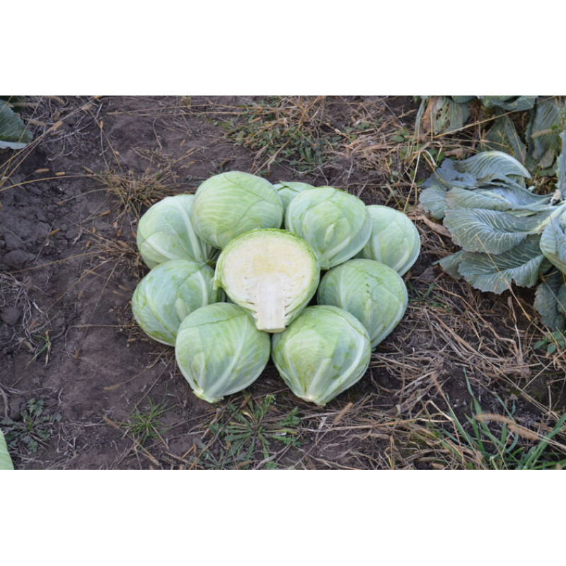Капуста Баланс F1 25 шт, Spark Seeds