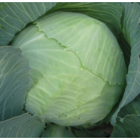 Капуста білоголова Ладора , 500 г, Satimex