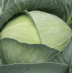 Капуста білоголова Профессор / Professor F1, 25 шт, Syngenta
