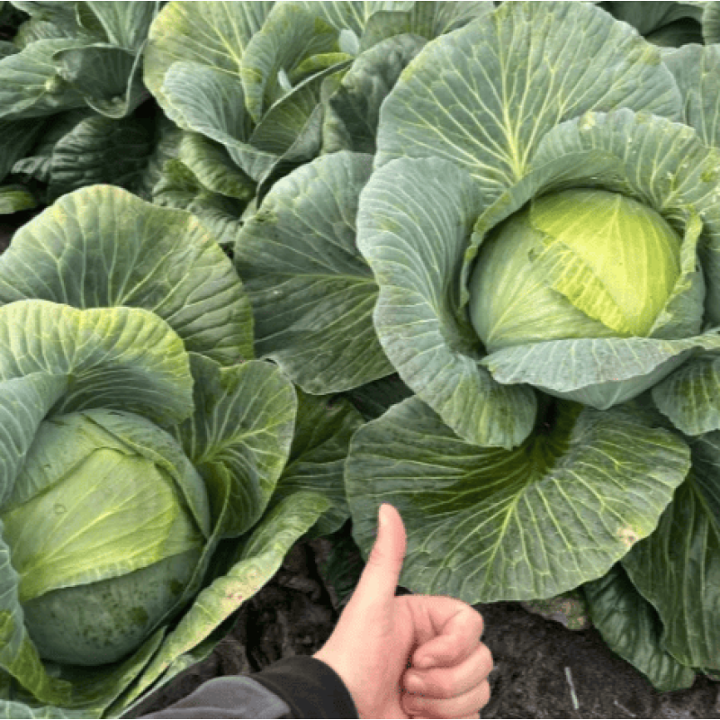 Капуста білоголова Профессор / Professor F1, 25 шт, Syngenta