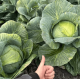 Капуста білоголова Профессор / Professor F1, 25 шт, Syngenta
