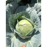 Капуста Індіана F1 2500 шт, Spark Seeds