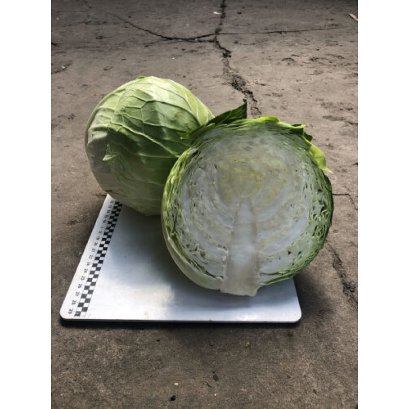 Капуста Індіана F1 25 шт, Spark Seeds