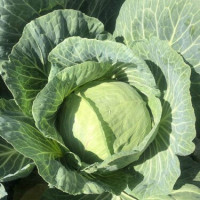 Капуста Вермонт F1 2500 шт, Spark Seeds