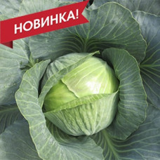 Капуста білоголова Galvatron F1 Гальватрон, 25 шт, Seminis