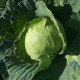 Капуста білоголова Green Flash / Грін Флеш F1, 100 шт, Seminis