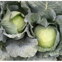 Капуста білоголова Zakaz / Заказ F1, 500 шт, Seminis