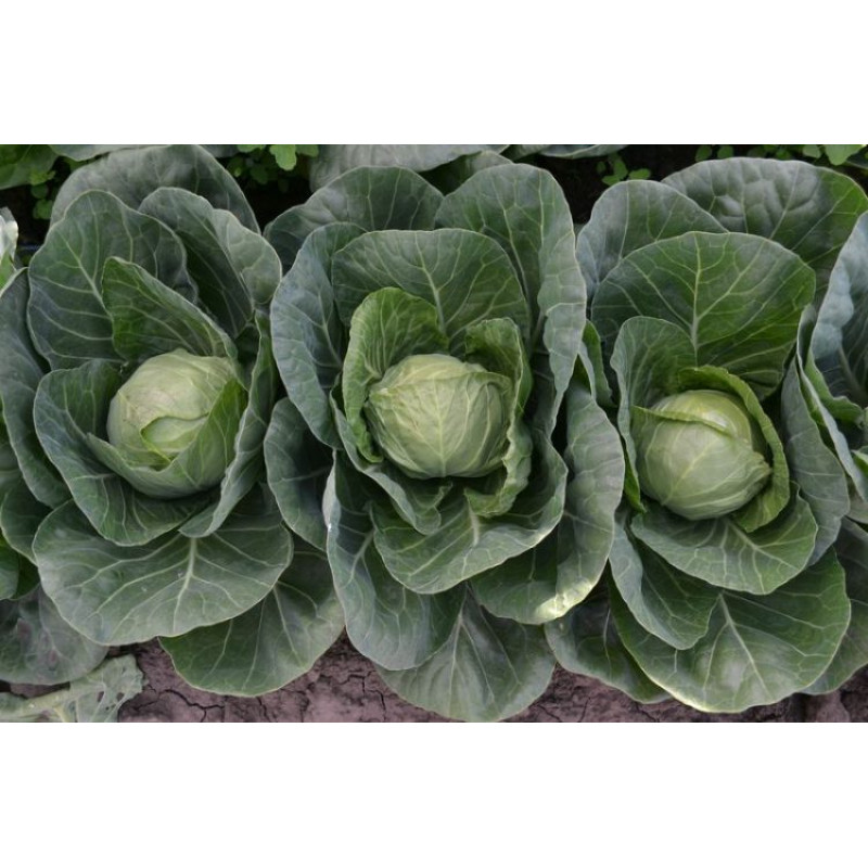 Капуста Капітал F1 25 шт, Spark Seeds