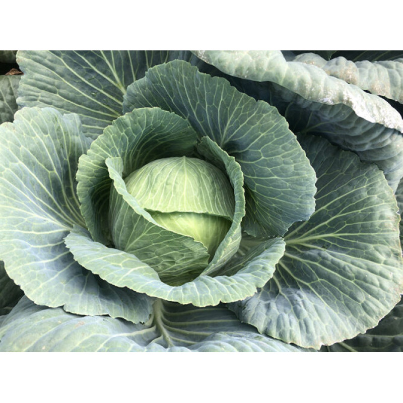 Капуста Кентуккі F1 25 шт, Spark Seeds