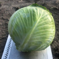 Капуста Меріленд F1 100 шт, Spark Seeds
