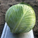 Капуста Меріленд F1 500 шт, Spark Seeds
