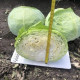 Капуста Вермонт F1 500 шт, Spark Seeds