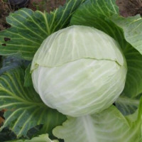Капуста Алабама F1 25 шт, Spark Seeds