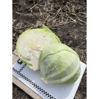 Капуста Орегон F1 25 шт, Spark Seeds