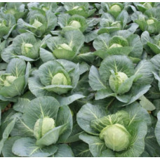Капуста білоголова Болікор (Bolikor) F1, 25 шт, Syngenta
