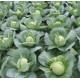 Капуста білоголова Болікор (Bolikor) F1, 25 шт, Syngenta