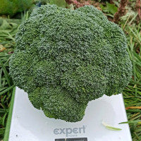 Капуста броколі ГРІН МЕДЖИК F1, 25 шт, Sakata