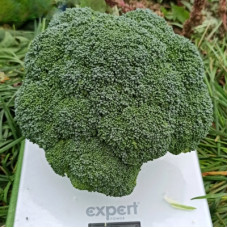 Капуста броколі ГРІН МЕДЖИК F1, 25 шт, Sakata