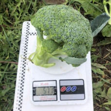 Капуста броколі Легасі F1 25 шт, Spark Seeds