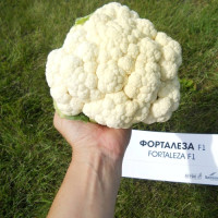 Капуста цвітна Fortaleza F1 Форталеза