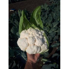 Капуста цвітна SV 5818 AC F1, 10 шт, Seminis