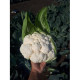 Капуста цвітна SV 5818 AC F1, 500 шт, Seminis