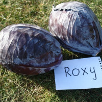 Капуста червоноголова Roxy / Роксі F1, 25 шт, Seminis