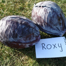 Капуста червоноголова Roxy / Роксі F1, 25 шт, Seminis