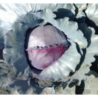 Капуста червоноголова Ред Класс F1 25 шт, Spark Seeds