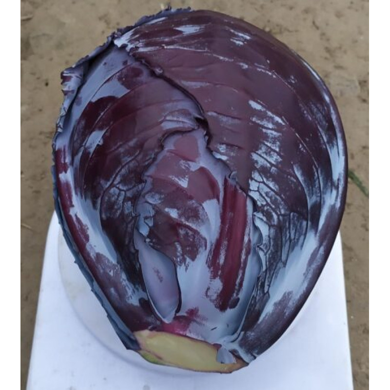 Капуста червоноголова Техас F1 2500 шт, Spark Seeds