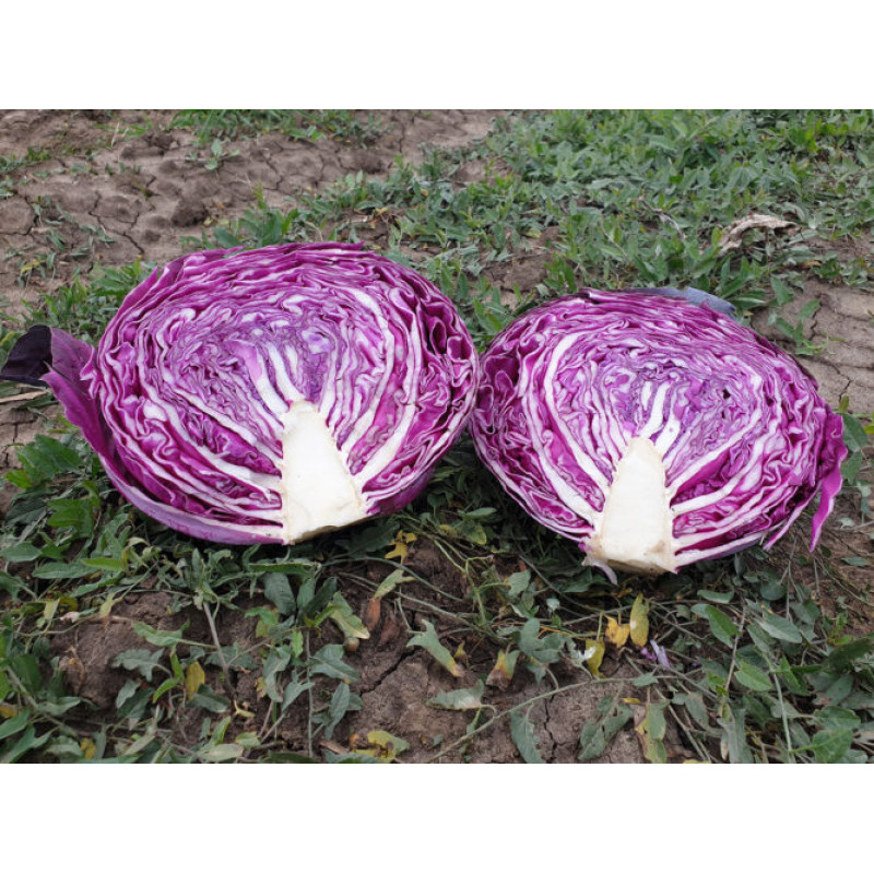 Капуста червоноголова Ред Класс F1 25 шт, Spark Seeds