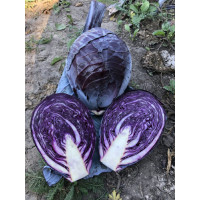 Капуста червоноголова Техас F1 25 шт, Spark Seeds