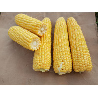Кукурудза цукрова 3517 F1  250 шт, Spark Seeds