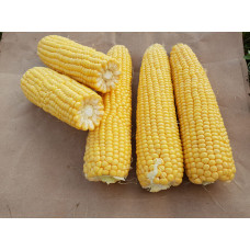Кукурудза цукрова 3517 F1  25 шт, Spark Seeds