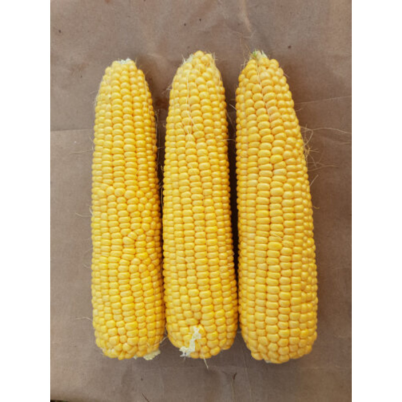 Кукурудза цукрова 3517 F1  25 шт, Spark Seeds