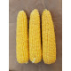 Кукурудза цукрова 3517 F1  25 шт, Spark Seeds
