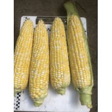 Кукурудза цукрова біколор Екшен F1 25 шт, Spark Seeds