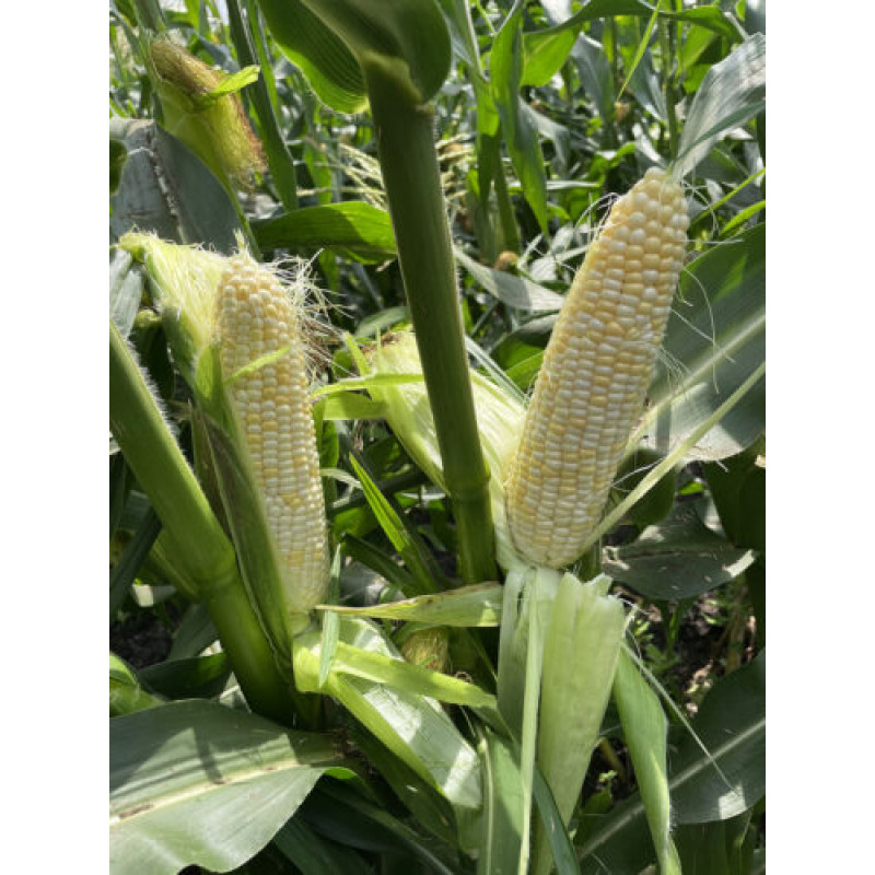 Кукурудза цукрова Айрон F1 (ESW32 F1)  25 шт, Spark Seeds