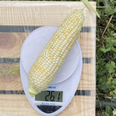 Кукурудза цукрова Айрон F1 (ESW32 F1)  25 шт, Spark Seeds