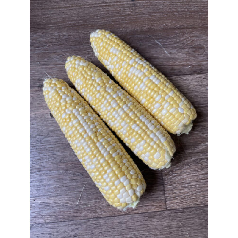 Кукурудза цукрова біколор Акведук F1 (ESB72F1) 2500 шт, Spark Seeds