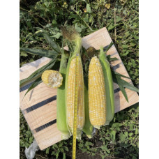 Кукурудза цукрова біколор Акведук F1 (ESB72F1) 25 шт, Spark Seeds