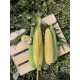 Кукурудза цукрова біколор Акведук F1 (ESB72F1) 2500 шт, Spark Seeds