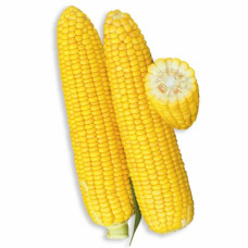 Кукурудза цукрова Уокер F1  25 шт, Spark Seeds