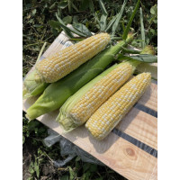 Кукурудза цукрова біколор Дефендер F1 25000 шт, Spark Seeds