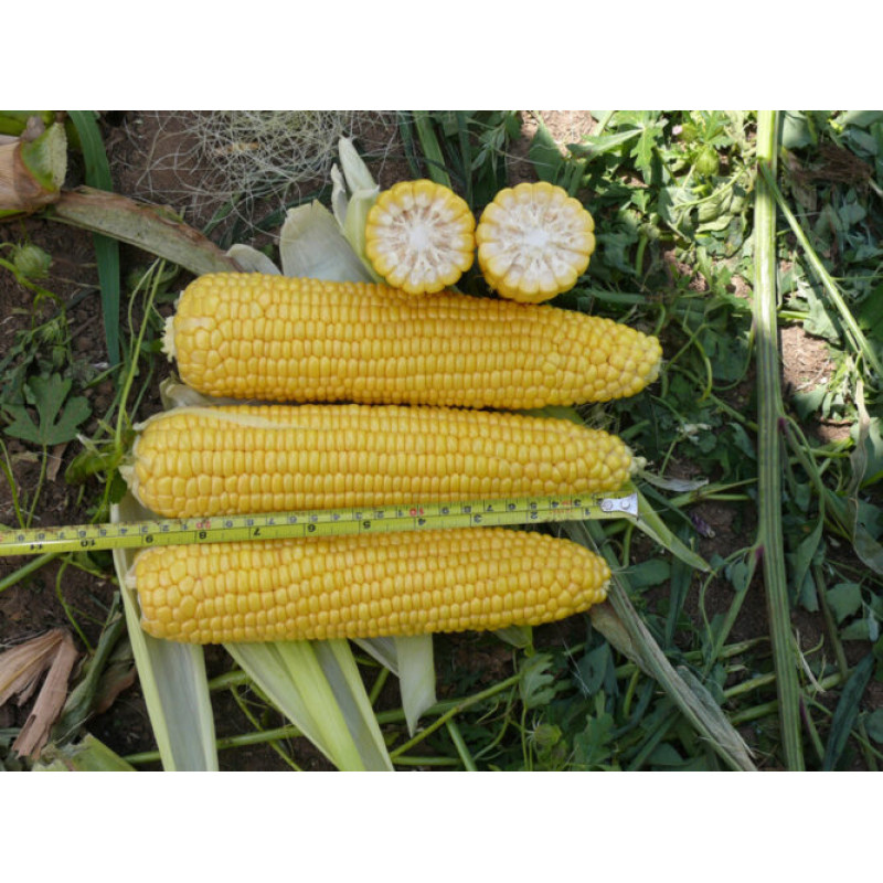 Кукурудза цукрова Добриня F1 25000 шт, Spark Seeds