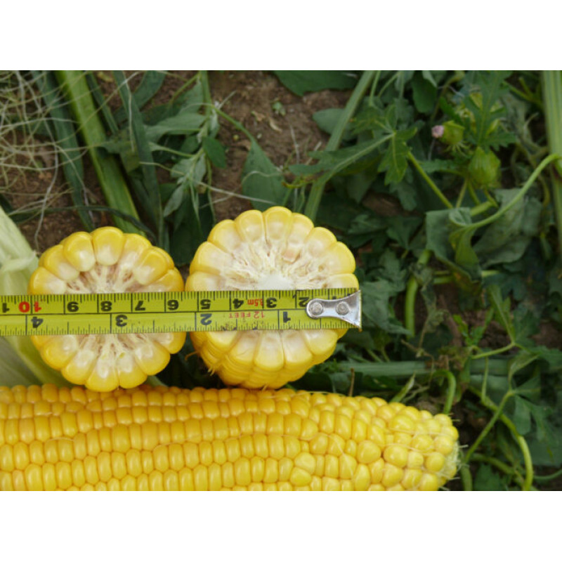Кукурудза цукрова Добриня F1 25000 шт, Spark Seeds