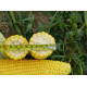 Кукурудза цукрова Добриня F1 25000 шт, Spark Seeds