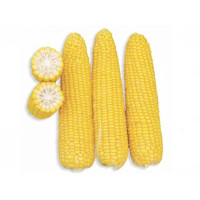 Кукурудза цукрова Добриня F1 250 шт, Spark Seeds