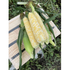 Кукурудза цукрова біколор Ескорт F1 25 шт, Spark Seeds
