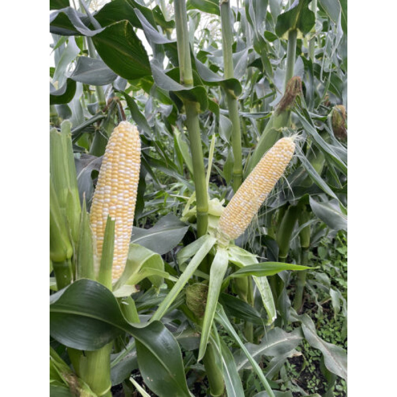 Кукурудза цукрова біколор Ескорт F1 2500 шт, Spark Seeds